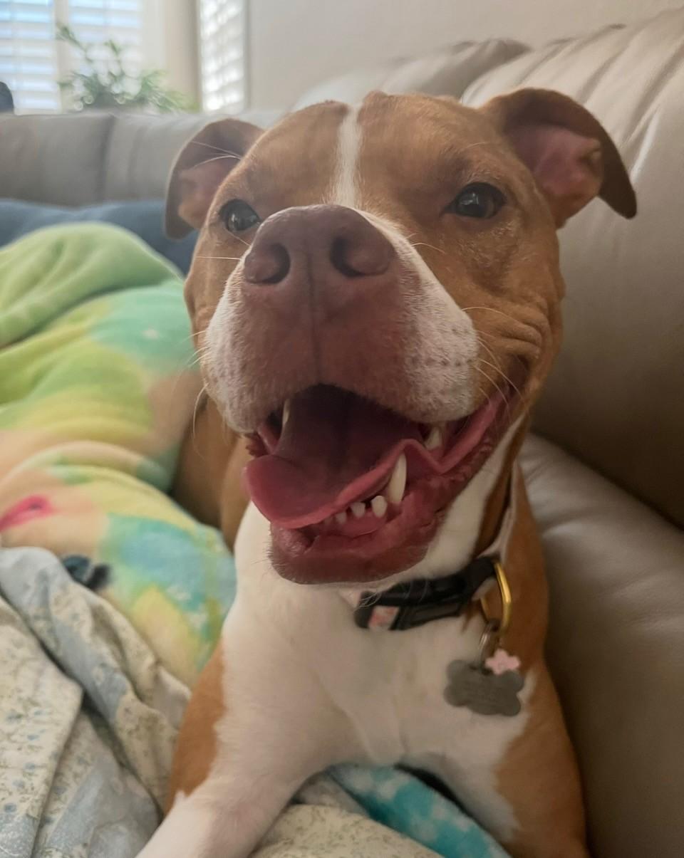 Maple & Pixie, a Adoptable mixed breed in Phoenix, AZ image 6/6