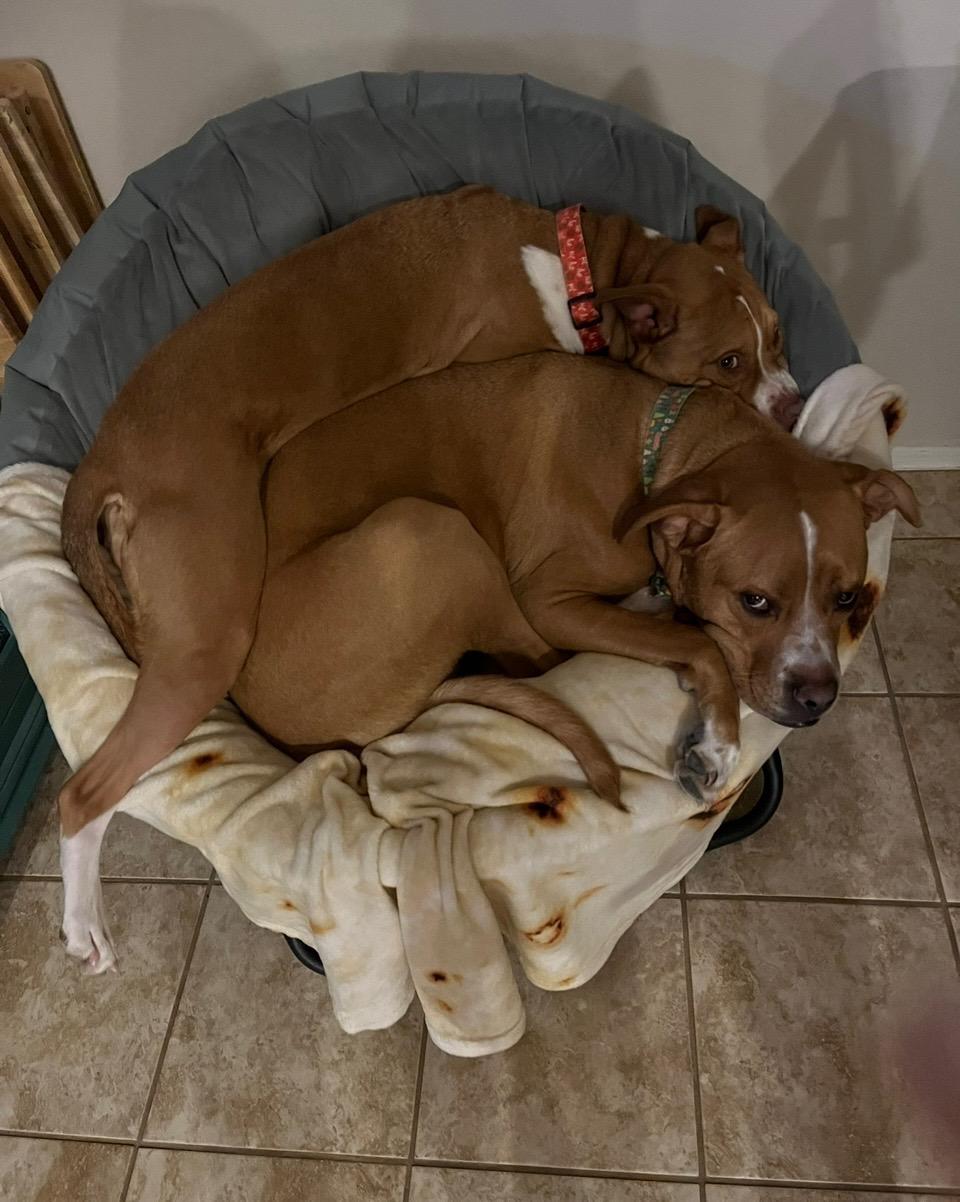 Maple & Pixie, a Adoptable mixed breed in Phoenix, AZ image 1/6