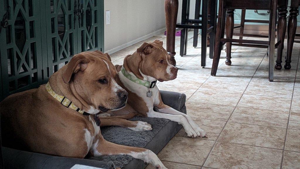 Maple & Pixie, a Adoptable mixed breed in Phoenix, AZ image 2/6