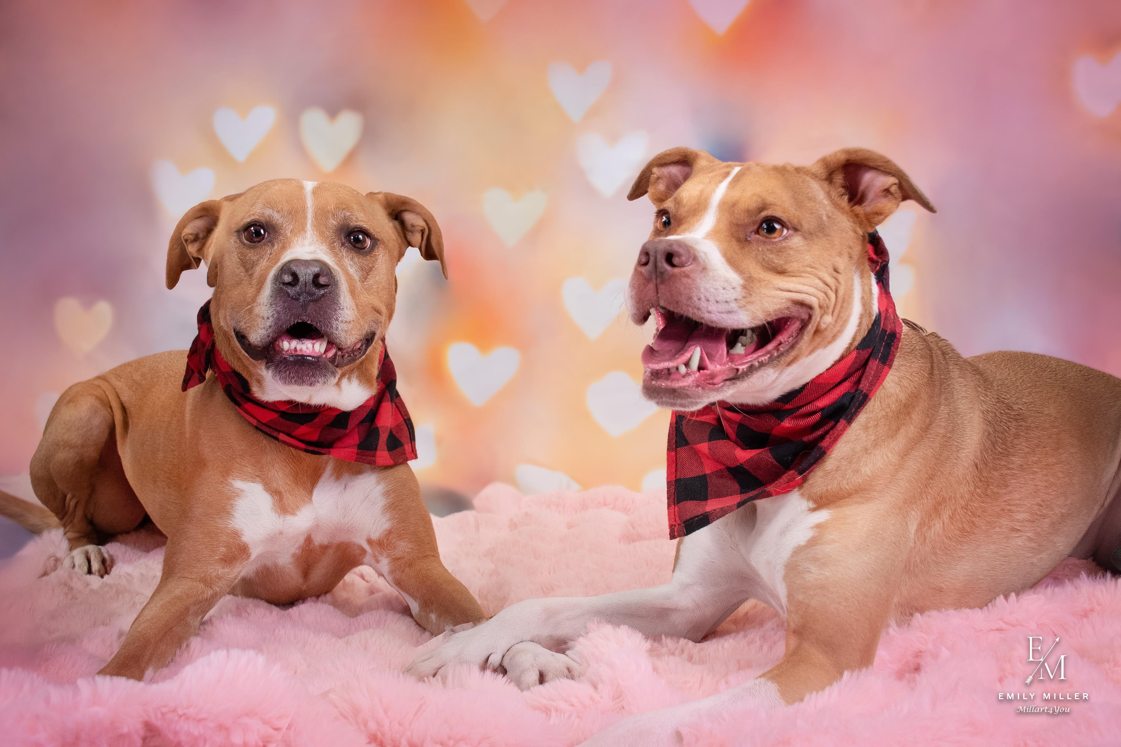 Maple & Pixie, Adoptable, Adult Female Boxer.