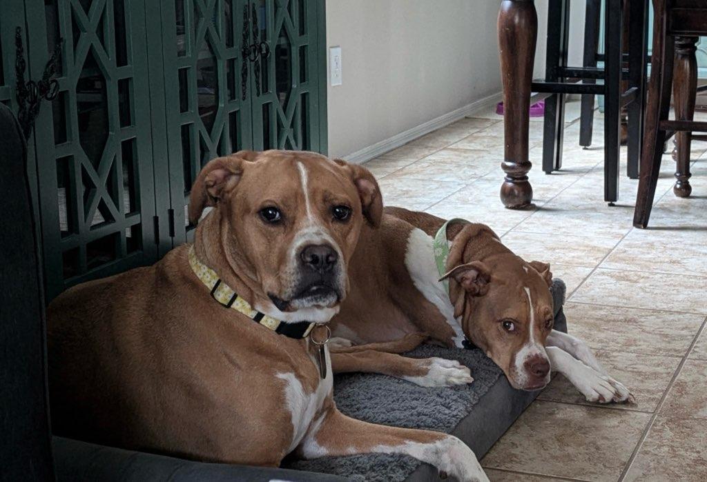 Maple & Pixie, a Adoptable mixed breed in Phoenix, AZ image 5/6