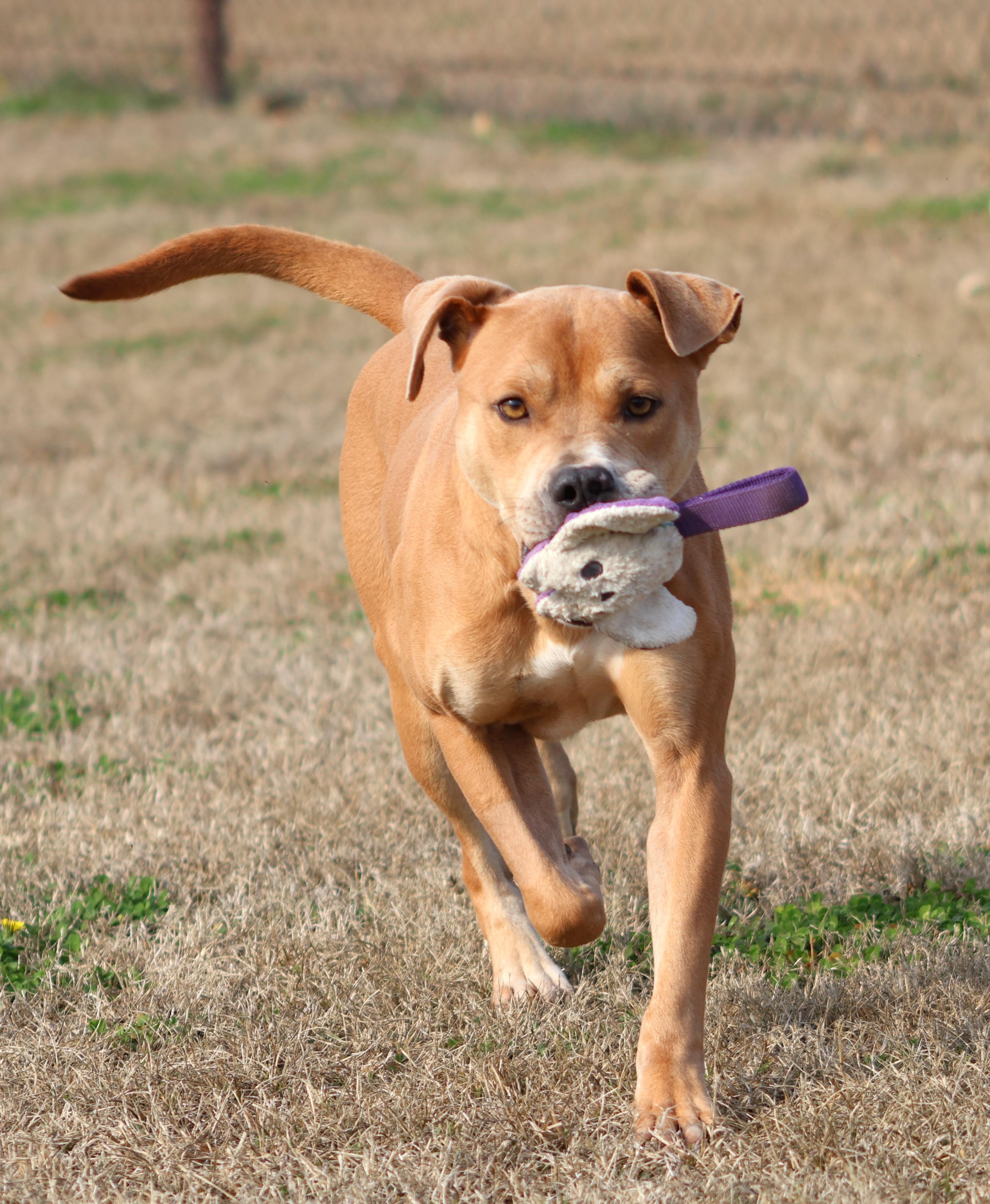 MAC, Adoptable, Adult Male Pit Bull Terrier & Mixed Breed.