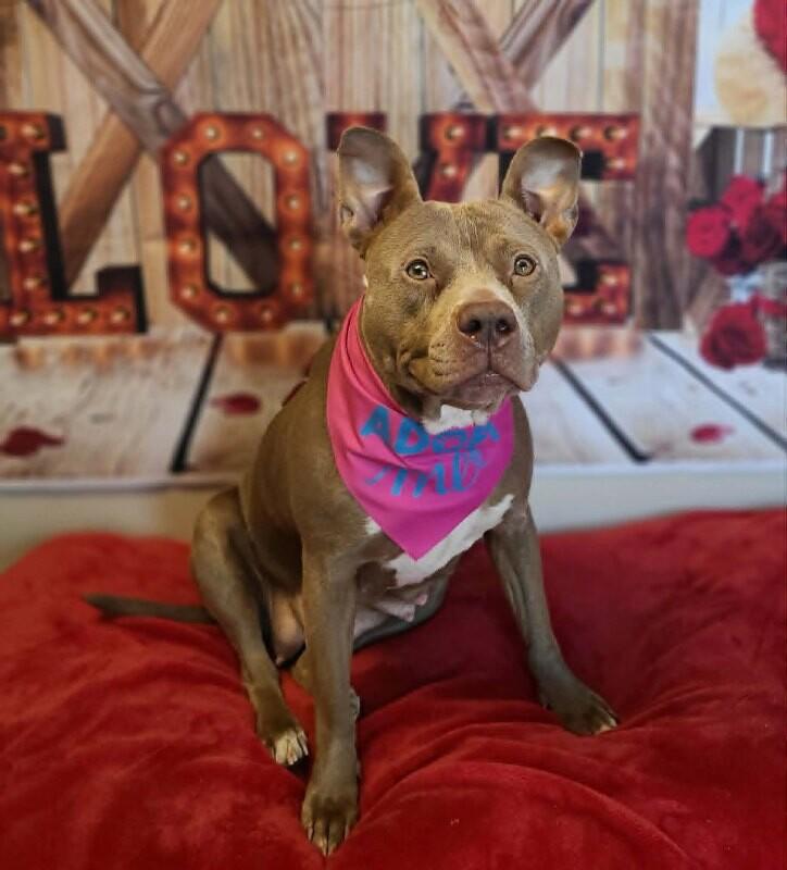 Dimple, Adoptable, Adult Female Pit Bull Terrier.