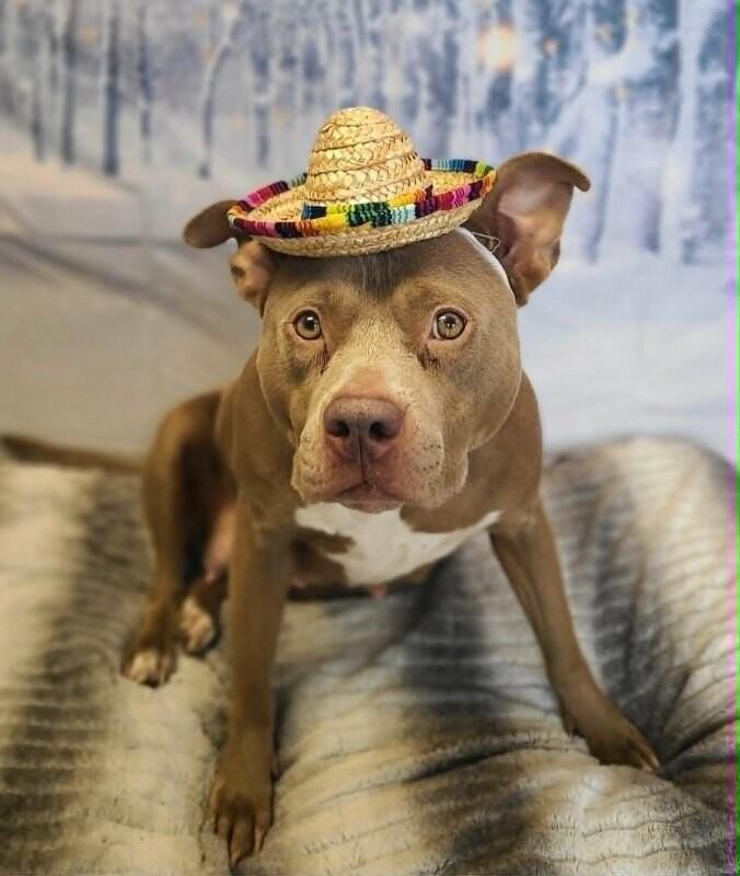 Dimple, a Adoptable Pit Bull Terrier in Fruit Heights, UT image 2/6