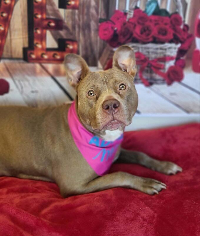 Dimple — thumbnail 3