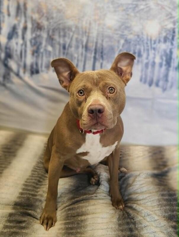 Dimple, a Adoptable Pit Bull Terrier in Fruit Heights, UT image 4/6