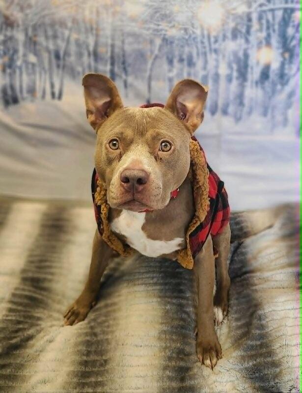 Dimple — thumbnail 5