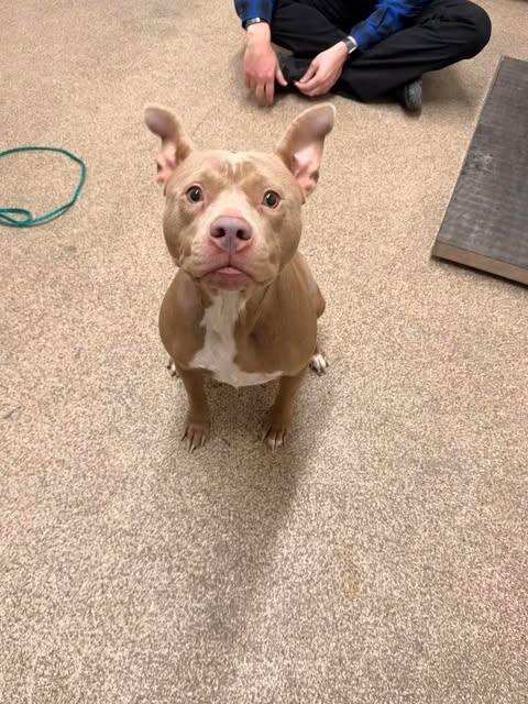 Dimple, a Adoptable Pit Bull Terrier in Fruit Heights, UT image 6/6