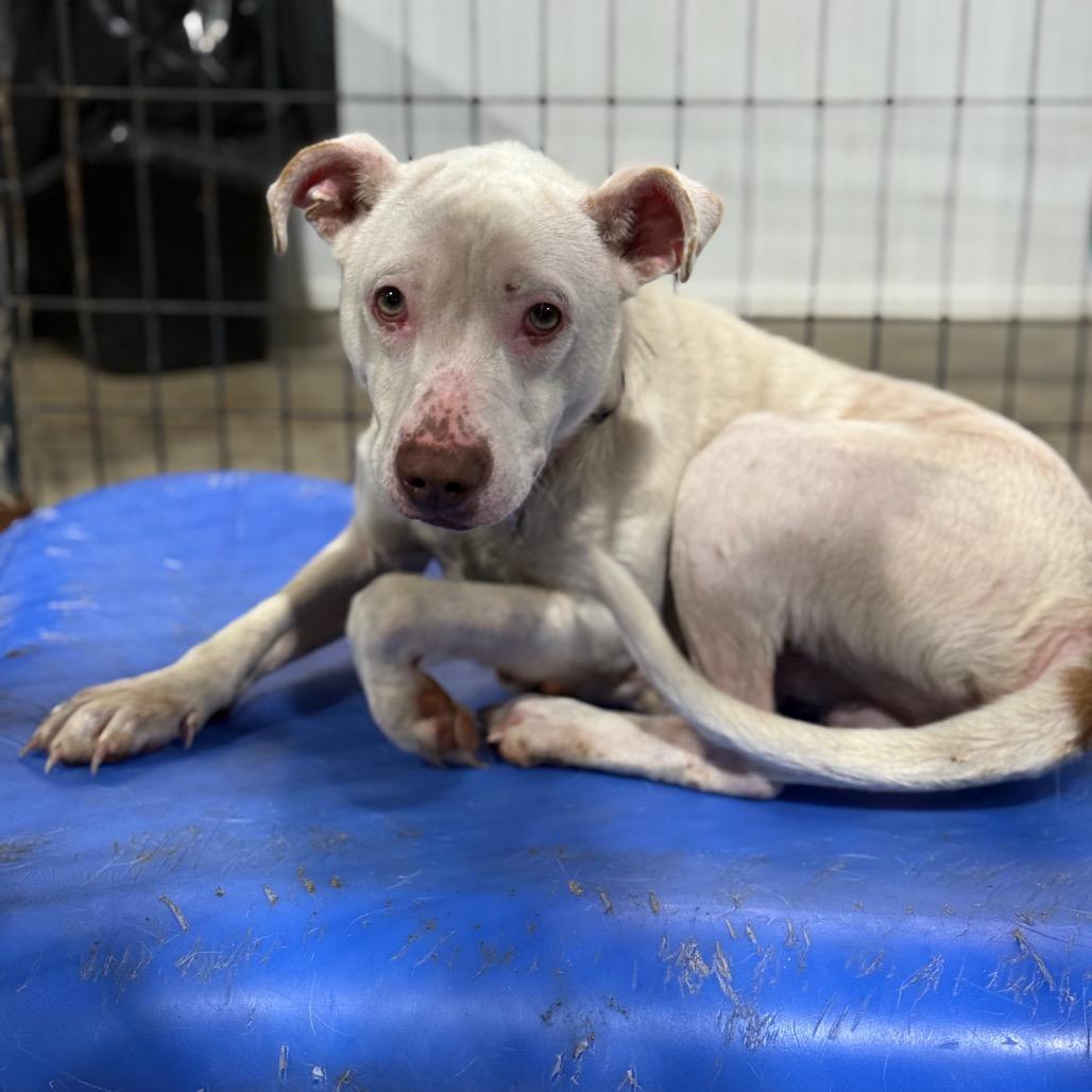 Zane, Adoptable, Young Male Pit Bull Terrier.