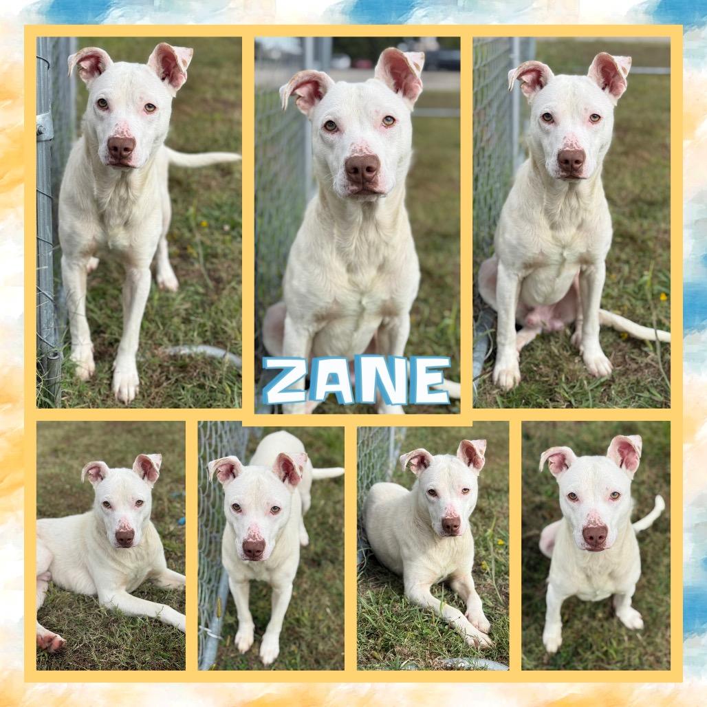 Zane, a Adoptable mixed breed in Fort Smith, AR image 2/2