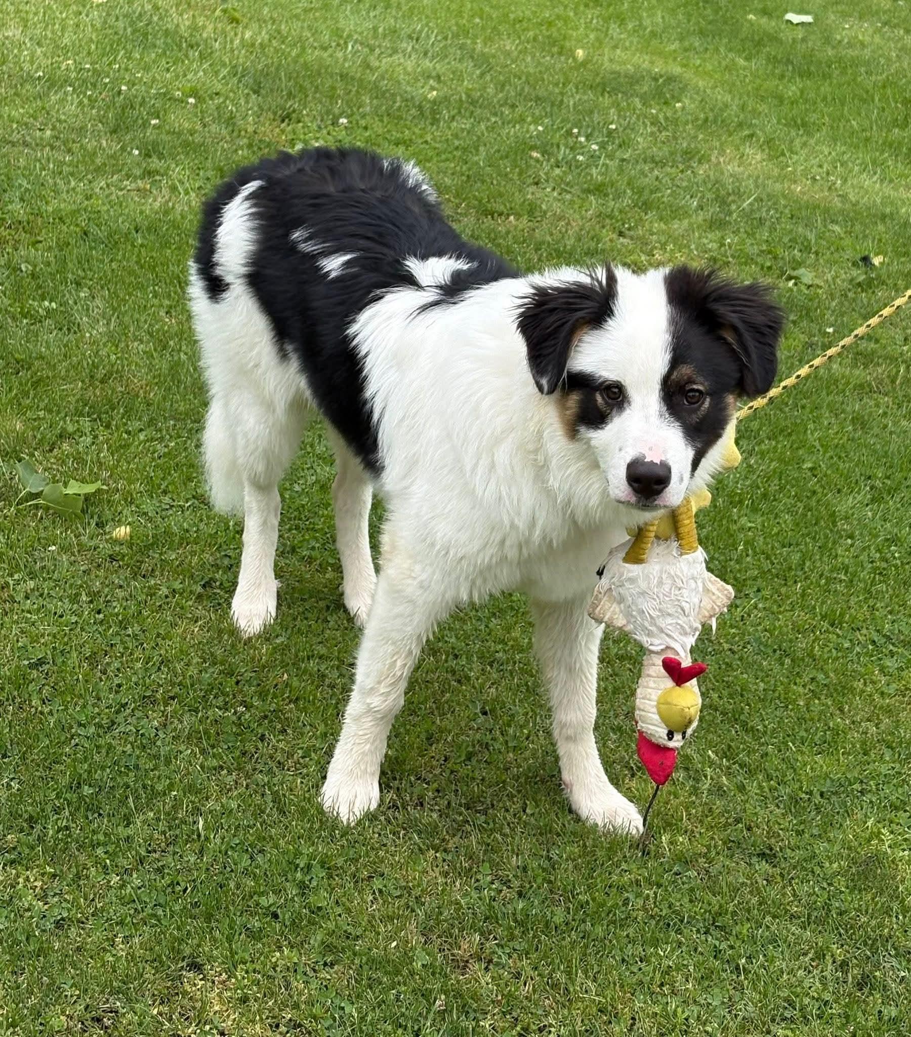 TUCKER, adopted, Puppy Male Great Pyrenees & Australian Shepherd.