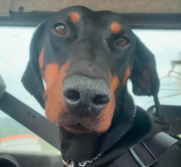 Enlarge Maeve, a Adoptable Doberman Pinscher in Buffalo, MN image 1/2