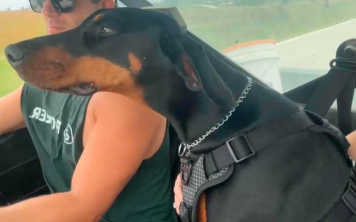 Enlarge Maeve, a Adoptable Doberman Pinscher in Buffalo, MN image 2/2