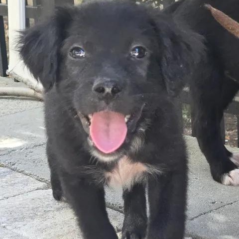 Moon, a ADOPTABLE mixed breed in Calabash, NC image 1/2