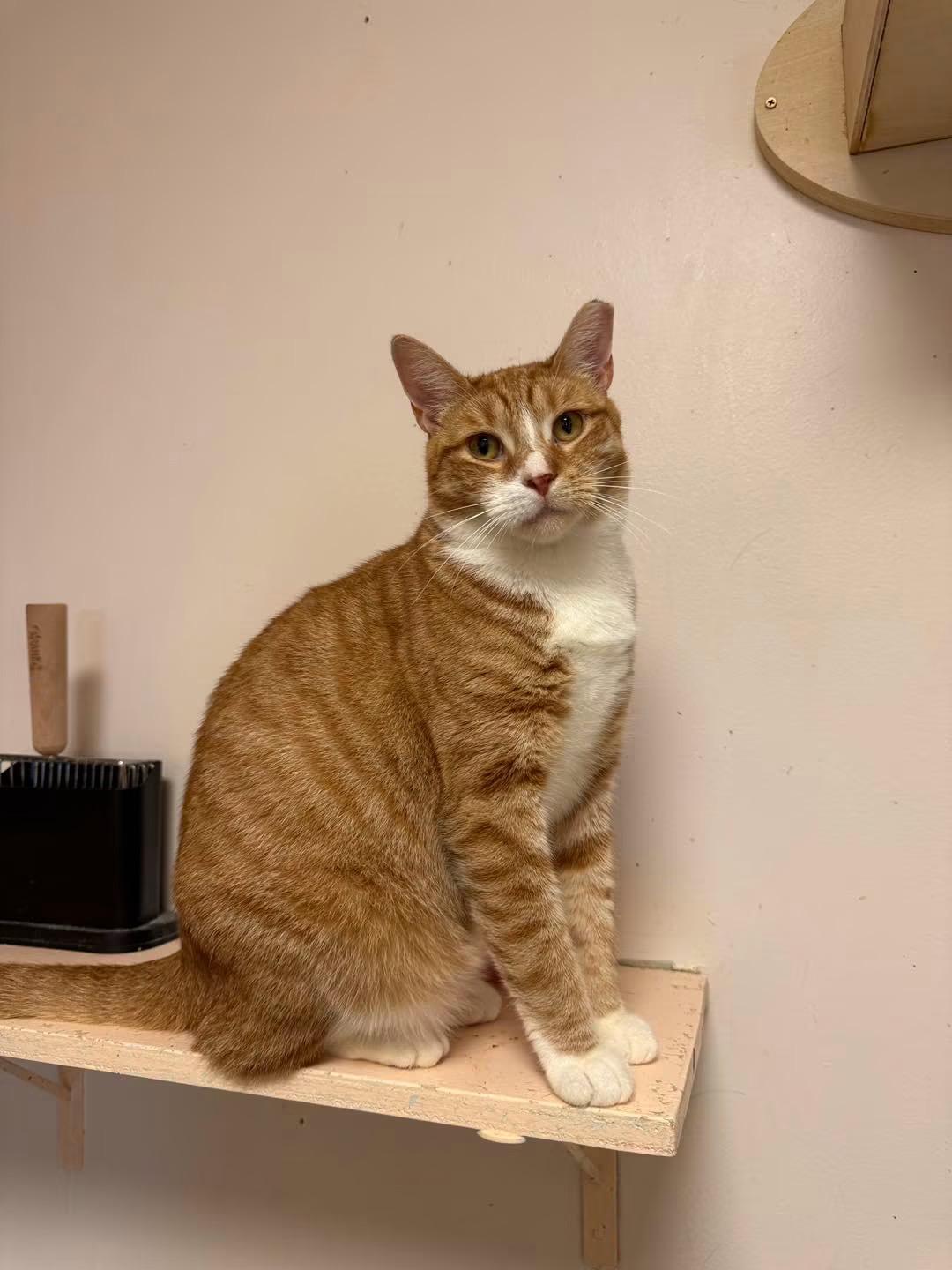 Garfield, ADOPTABLE, Adult Male Domestic Short Hair.
