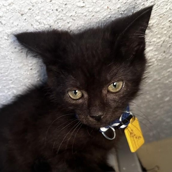 Enlarge Bear - Fun and Sweet, a Adoptable Domestic Short Hair in Hoquiam, WA image 2/4