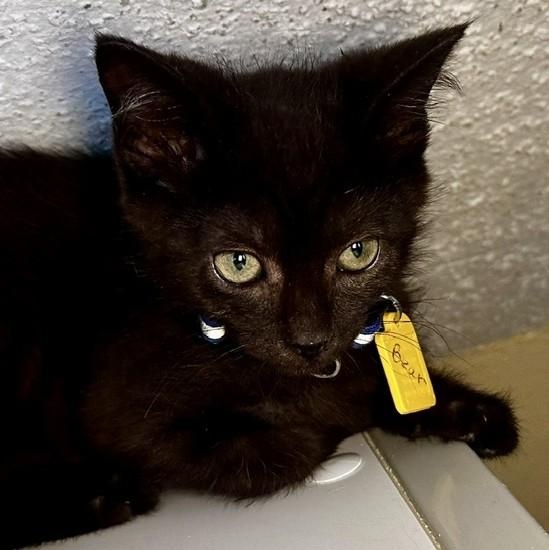 Enlarge Bear - Fun and Sweet, a Adoptable Domestic Short Hair in Hoquiam, WA image 4/4