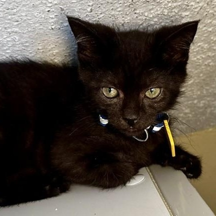 Enlarge Bear - Fun and Sweet, a Adoptable Domestic Short Hair in Hoquiam, WA image 3/4
