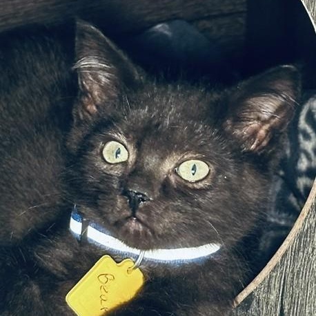 Bear - Fun and Sweet, Adoptable, Kitten Male Domestic Short Hair.
