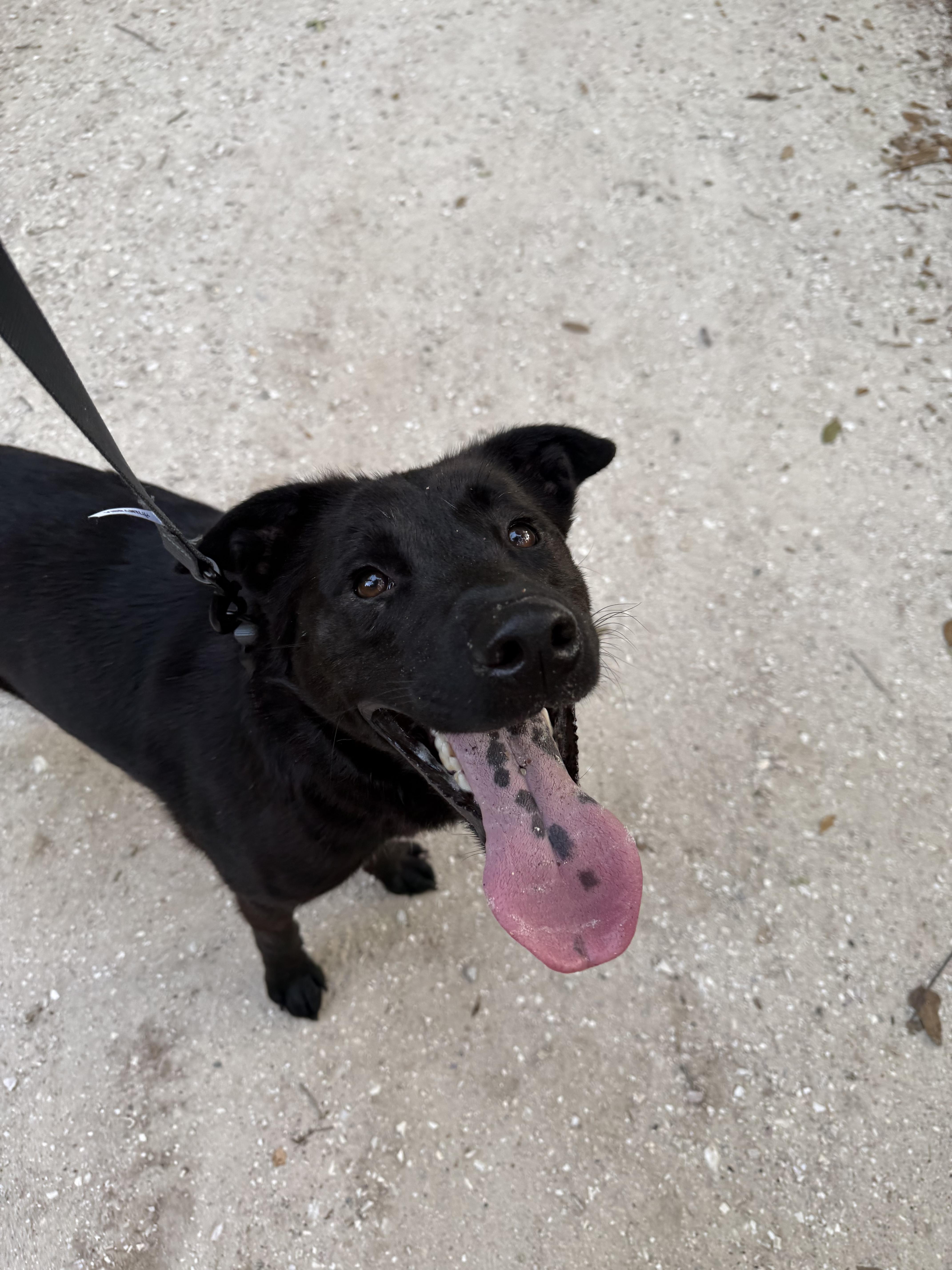 Enlarge Smoke, a ADOPTABLE mixed breed in tampa, FL image 5/6