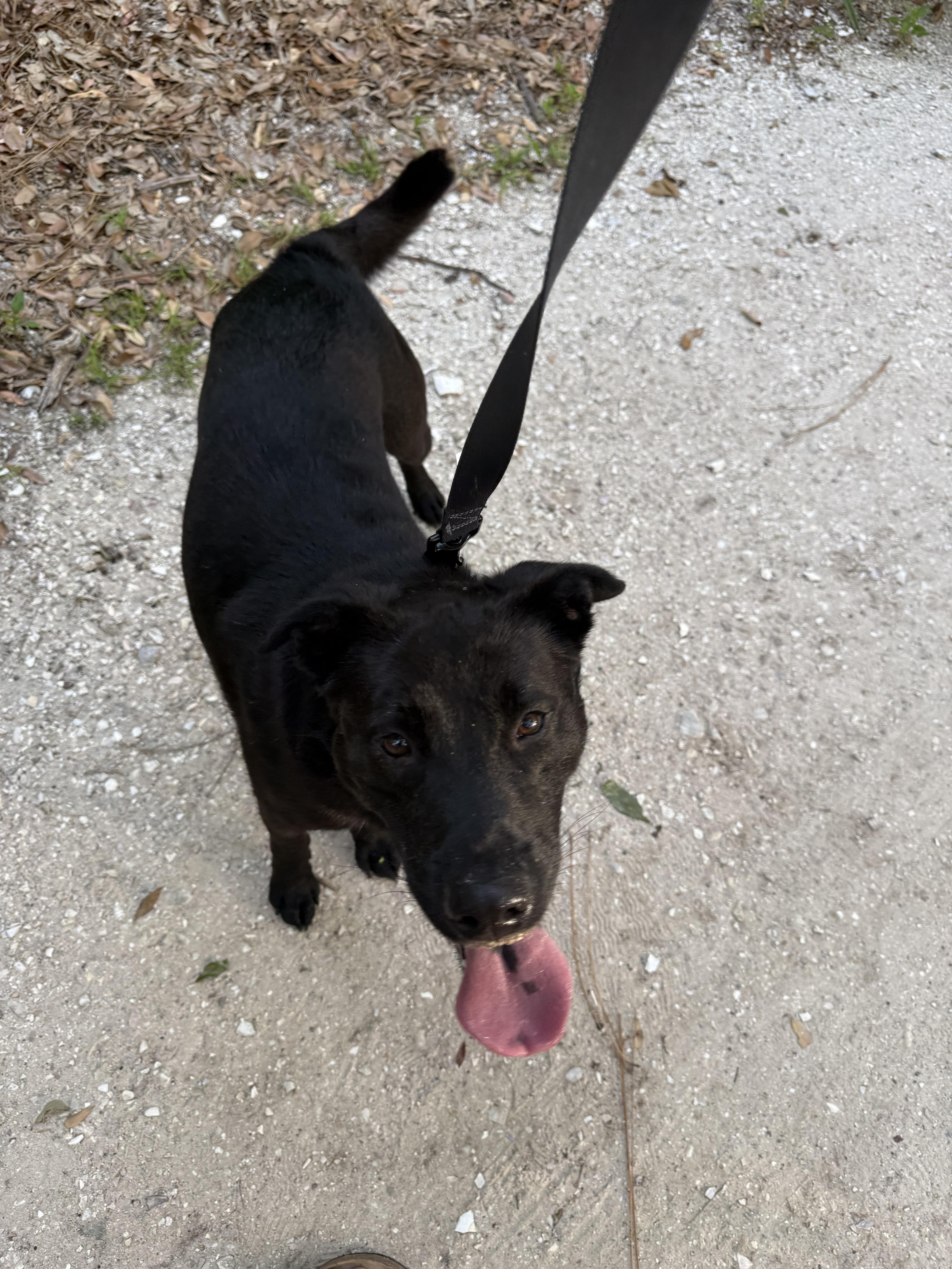 Enlarge Smoke, a ADOPTABLE mixed breed in tampa, FL image 1/6