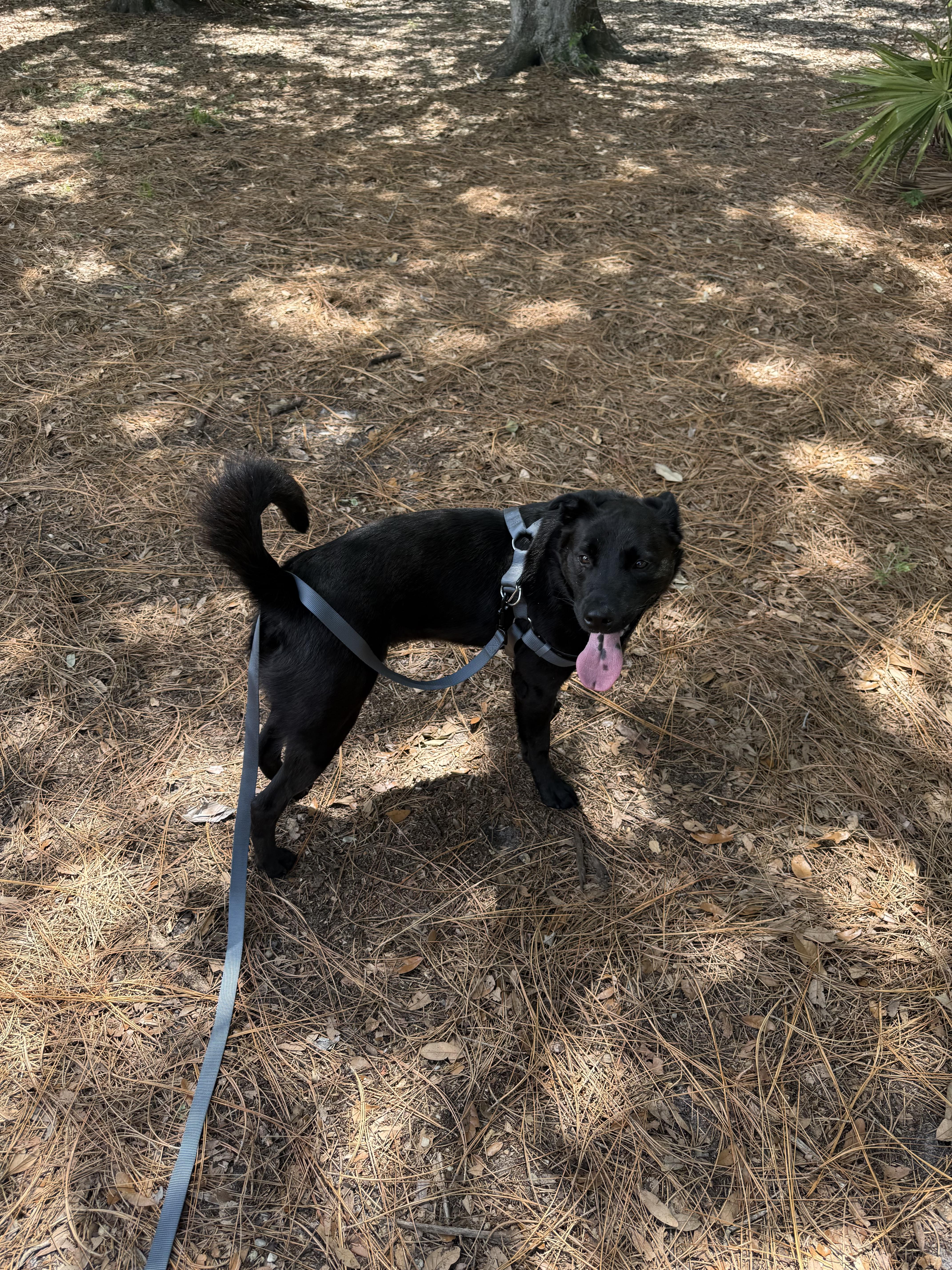 Enlarge Smoke, a ADOPTABLE mixed breed in tampa, FL image 2/6