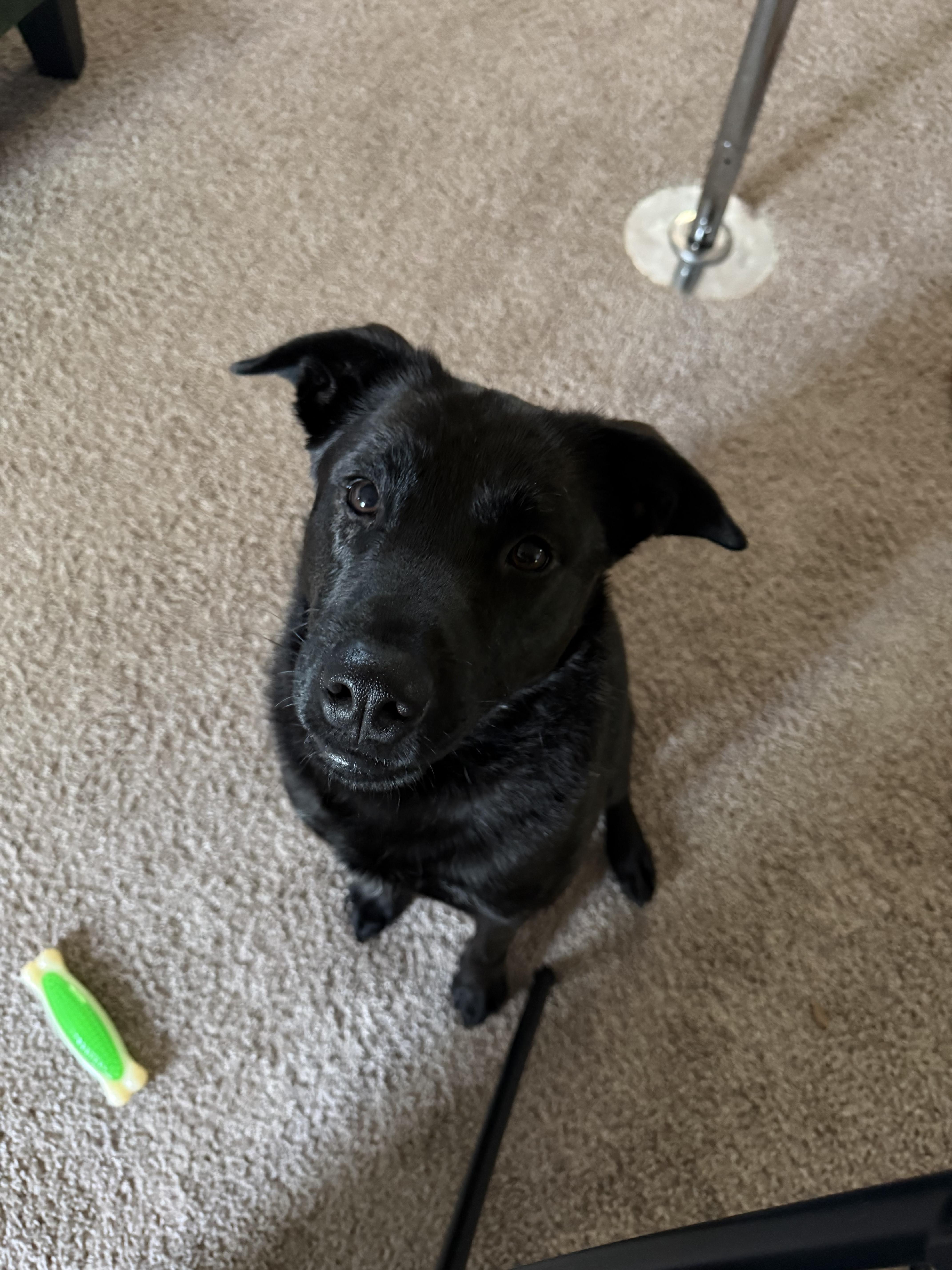Enlarge Smoke, a ADOPTABLE mixed breed in tampa, FL image 4/6