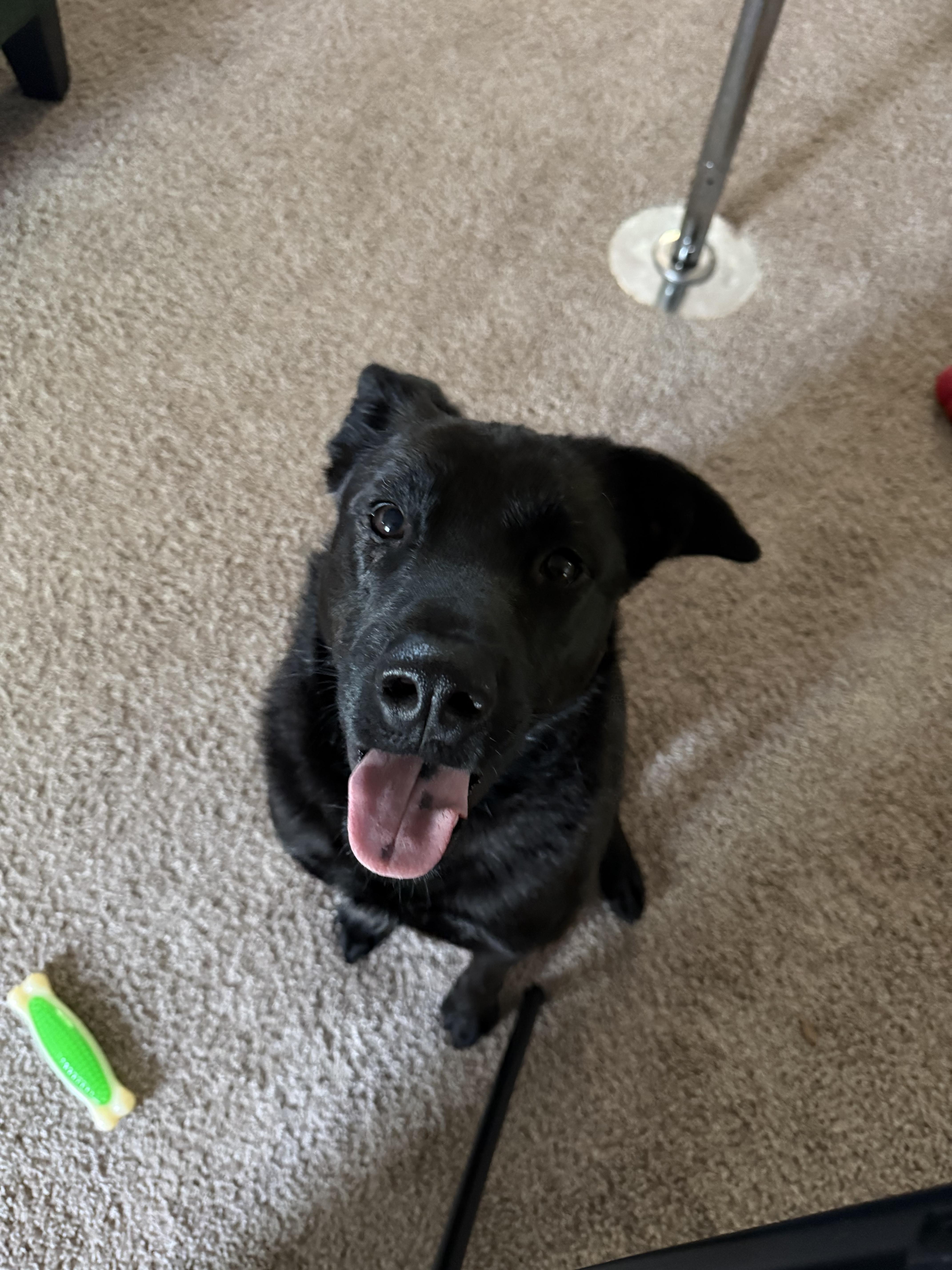 Enlarge Smoke, a ADOPTABLE mixed breed in tampa, FL image 6/6