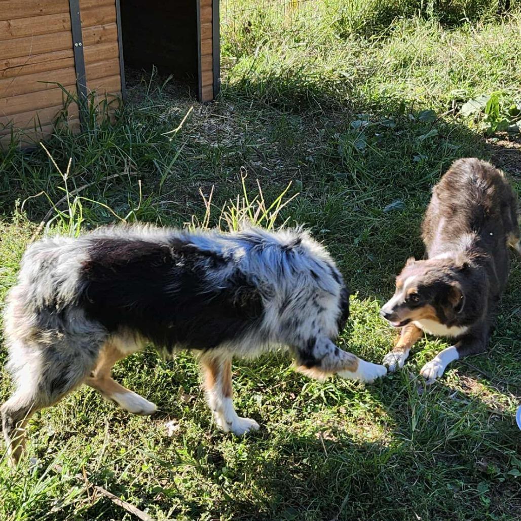 King Zeus, Adoptable, Adult Male Australian Shepherd.