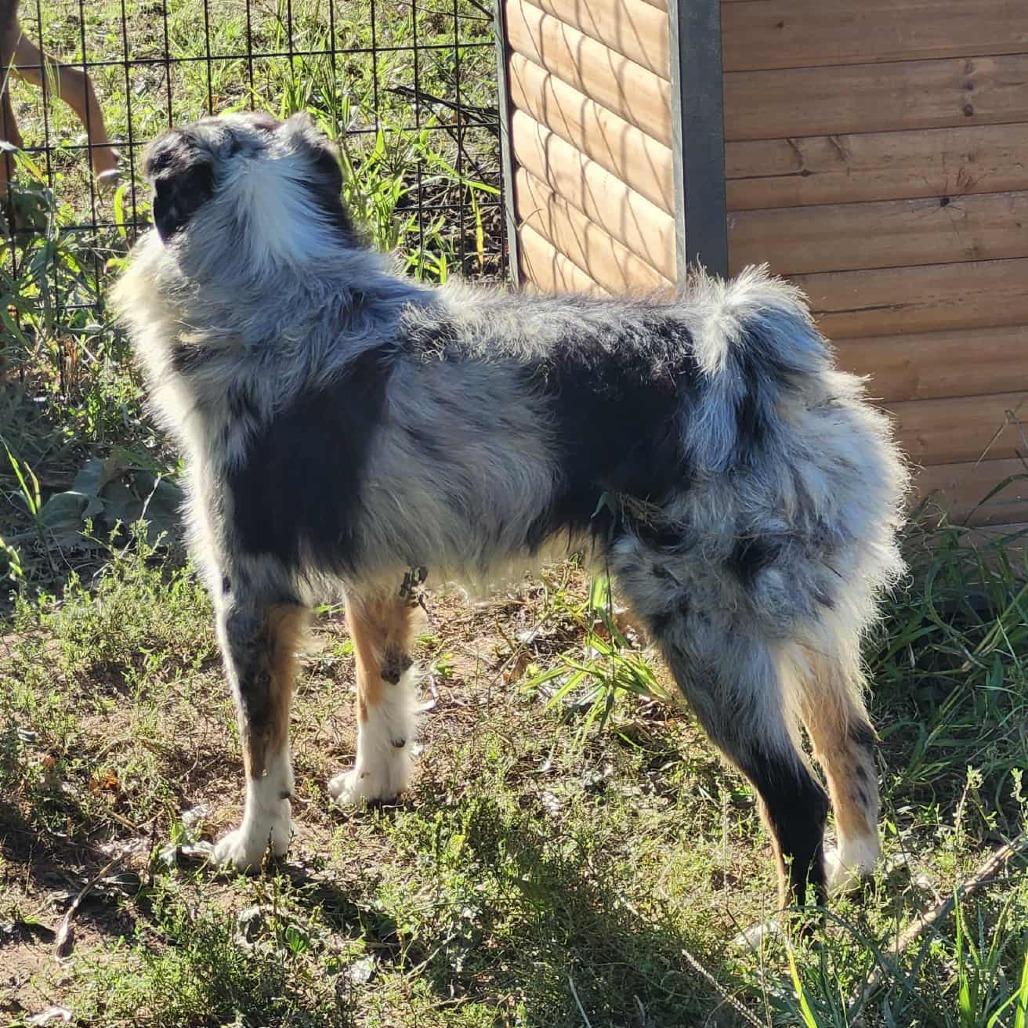King Zeus, a Adoptable Australian Shepherd in Ada, MN image 2/3