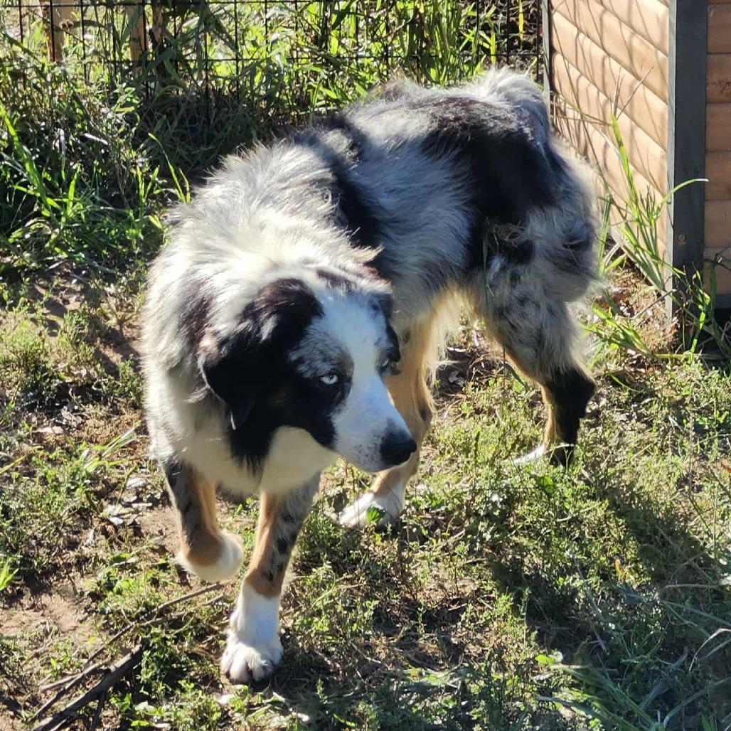 King Zeus, a Adoptable Australian Shepherd in Ada, MN image 3/3