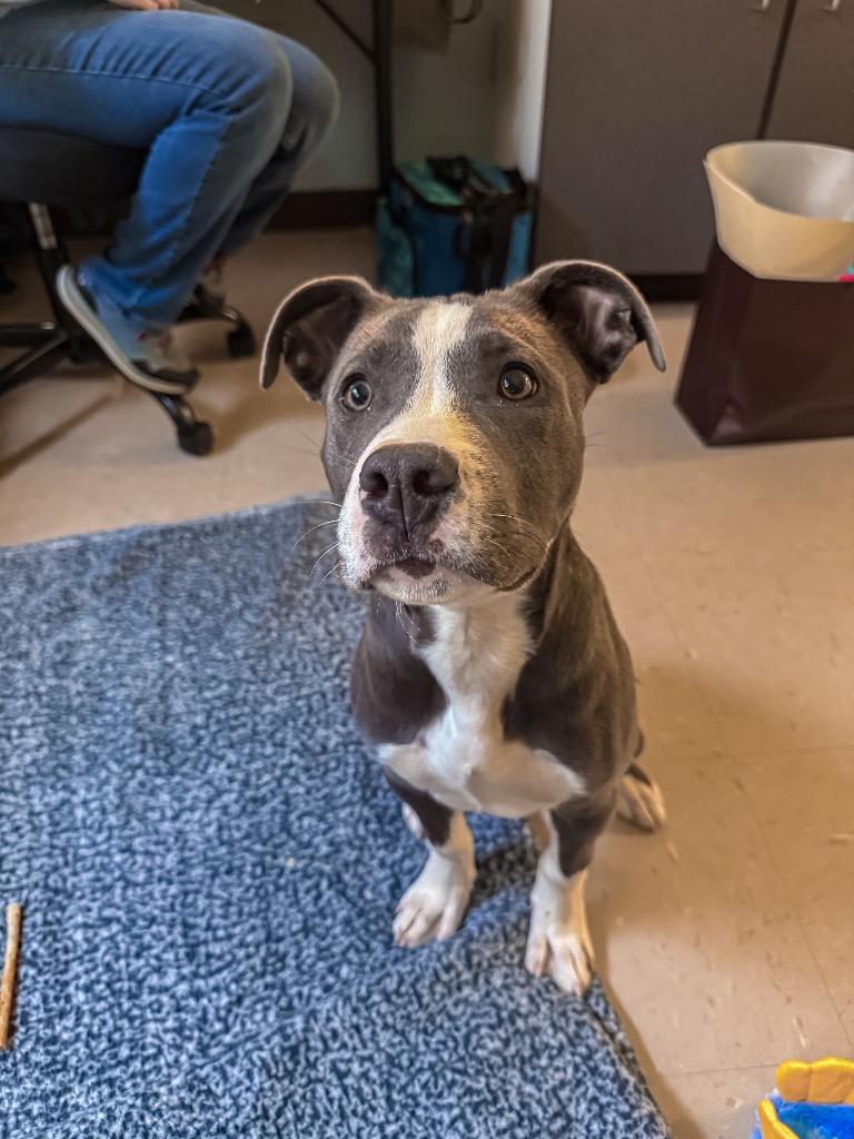 Alfie, Adoptable, Puppy Male Terrier & Mixed Breed.