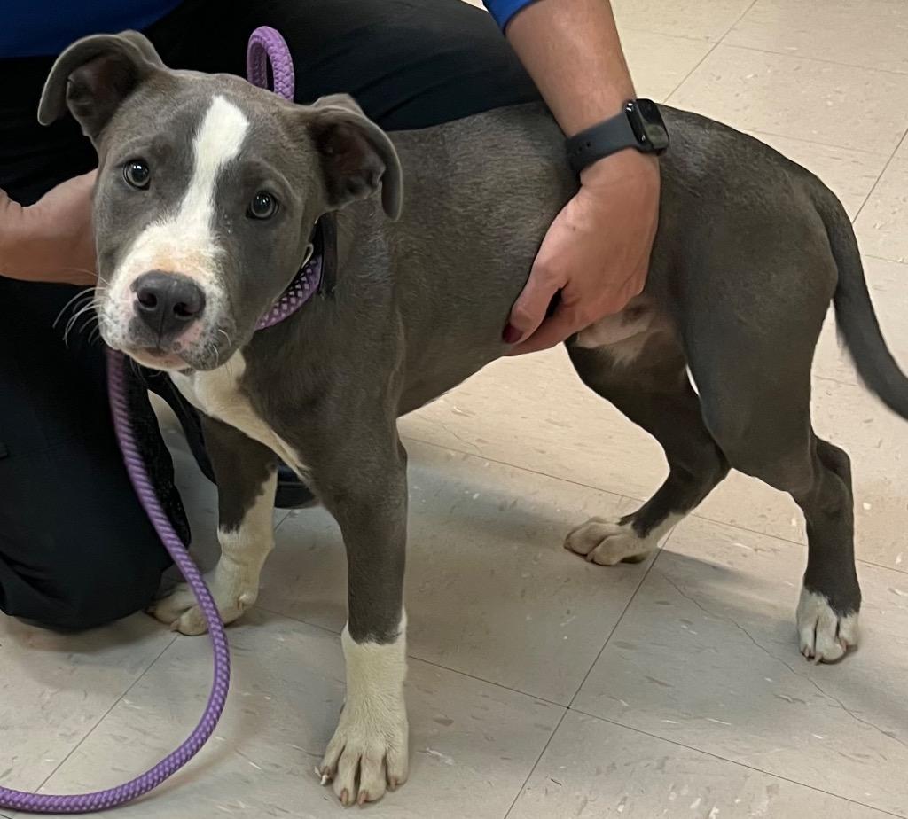 Enlarge Alfie, a Adoptable mixed breed in Burnsville, NC image 2/4