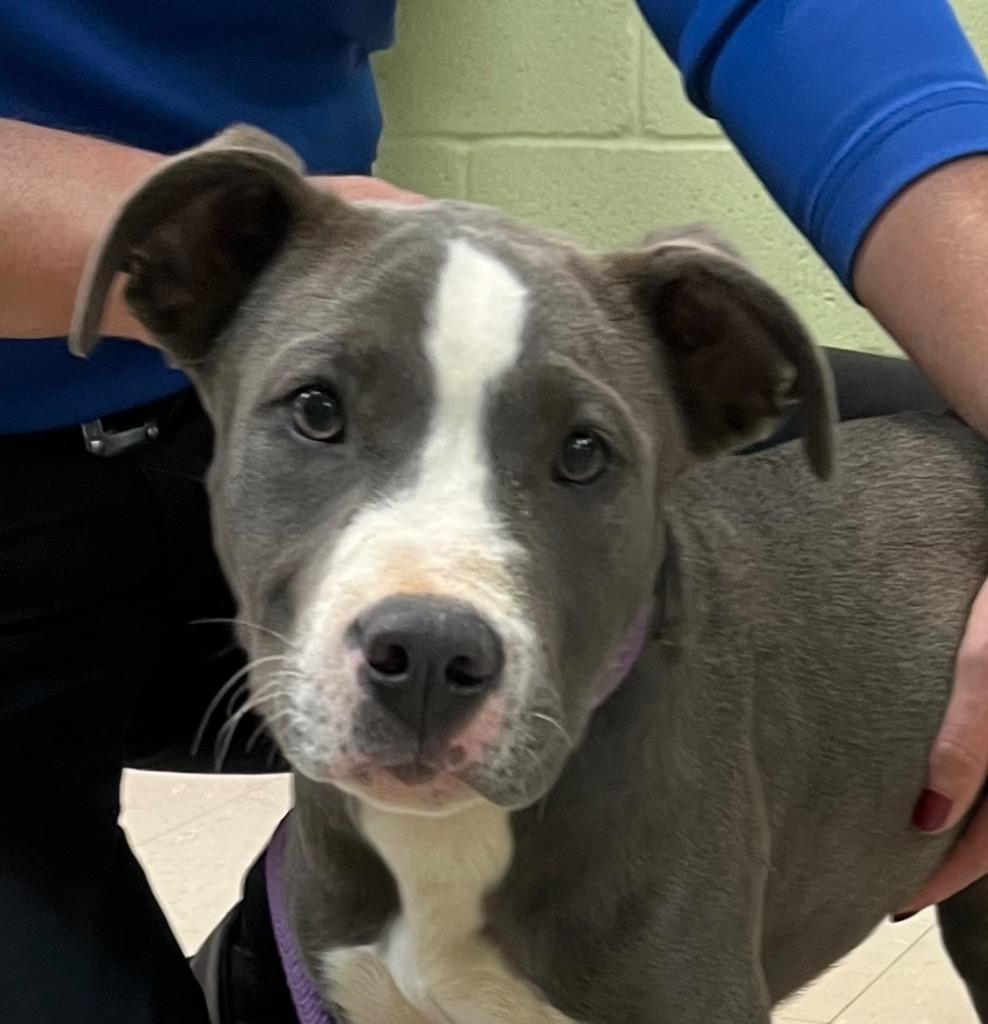 Enlarge Alfie, a Adoptable mixed breed in Burnsville, NC image 3/4