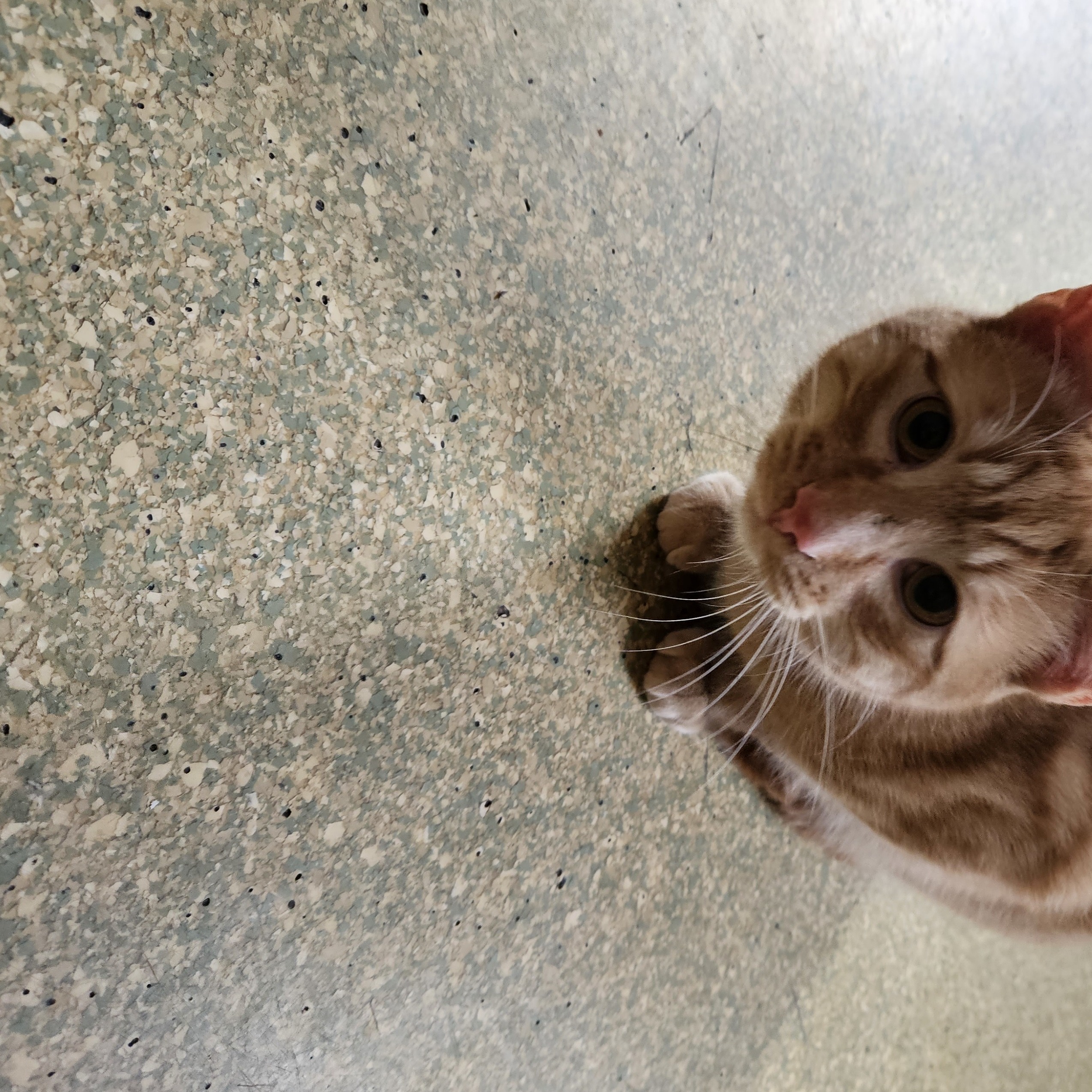 Enlarge OrangeBoy, a Adopted Domestic Short Hair in South Deerfield, MA image 1/3