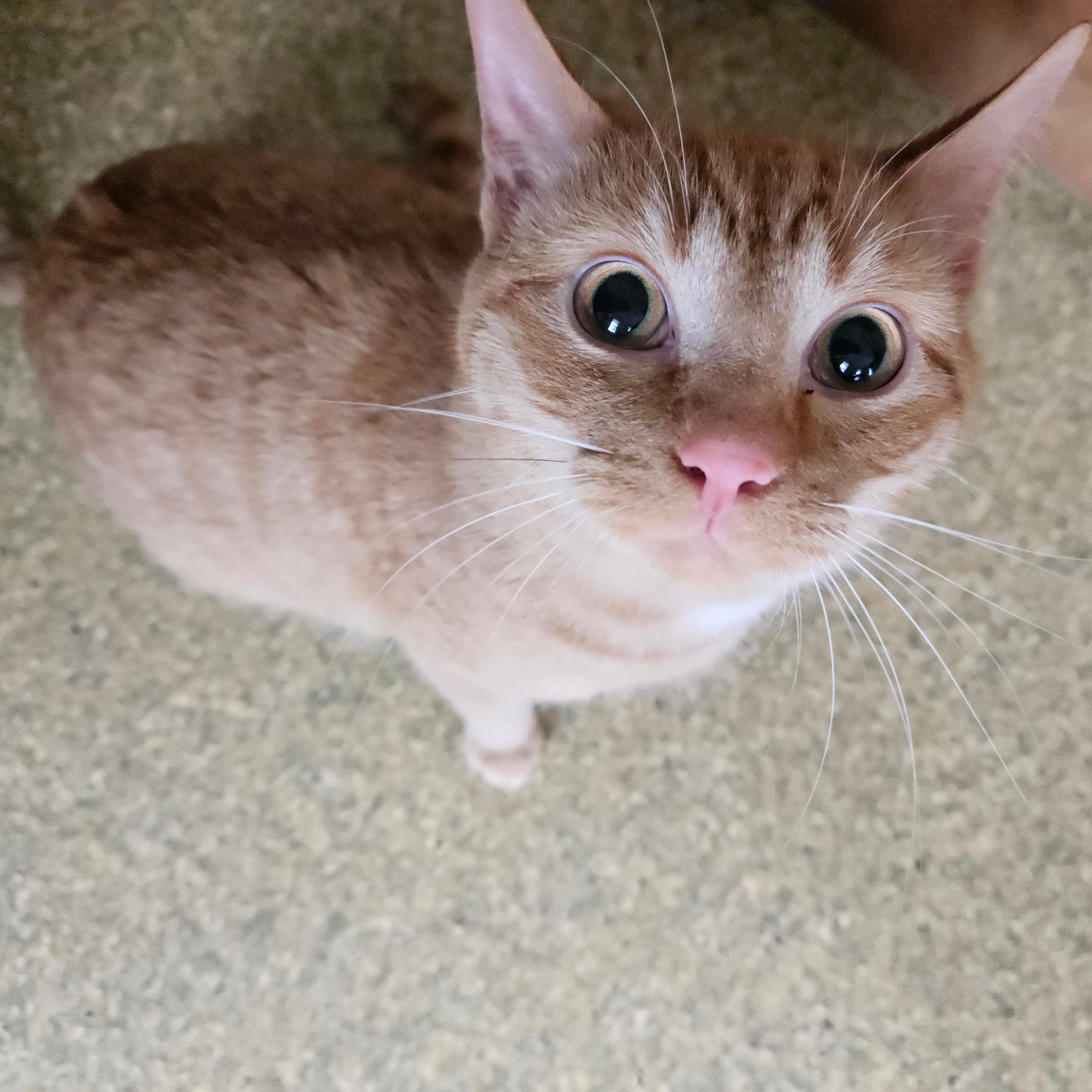 Enlarge OrangeBoy, a Adopted Domestic Short Hair in South Deerfield, MA image 2/3