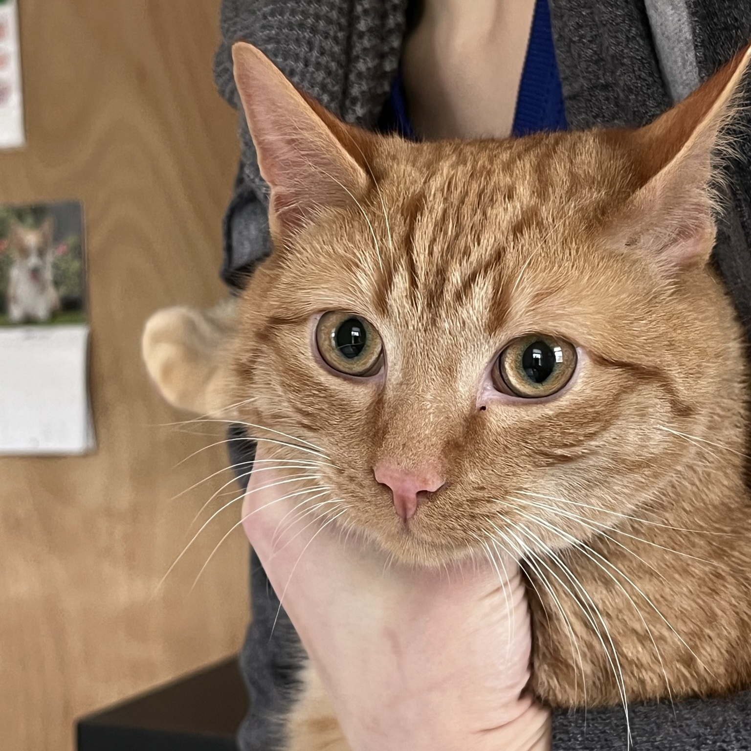 Enlarge OrangeBoy, a Adopted Domestic Short Hair in South Deerfield, MA image 3/3