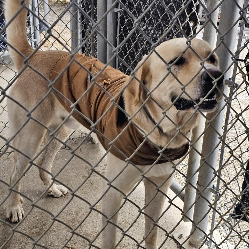 TNGC-Stray-1019, Adoptable, Adult Male Yellow Labrador Retriever.