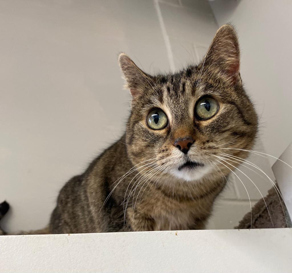 Hetty, Adoptable, Adult Female Domestic Short Hair.