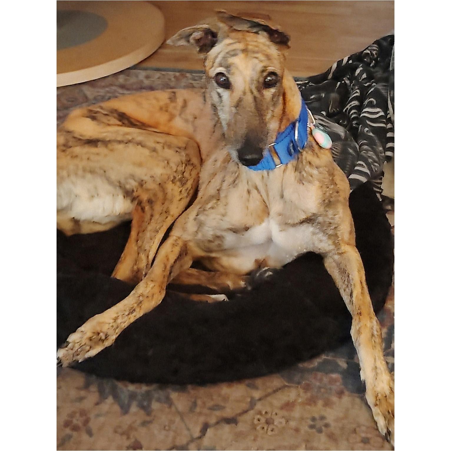 Scout, Adoptable, Adult Female Greyhound.