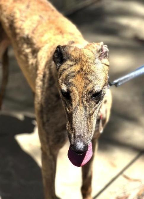 Scout, Adoptable, Adult Female Greyhound.