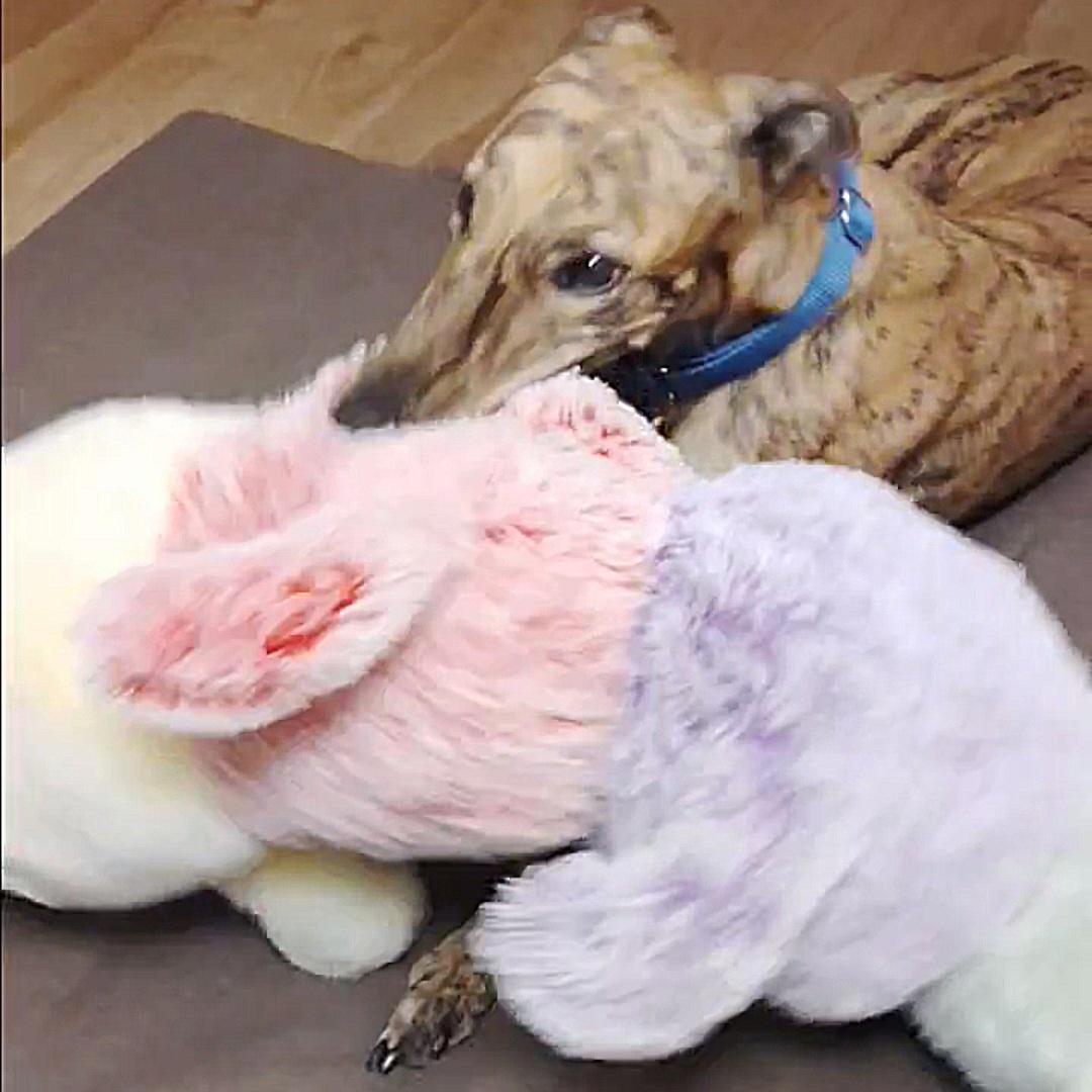 Enlarge Scout, a Adoptable Greyhound in Tarpon Springs, FL image 2/6