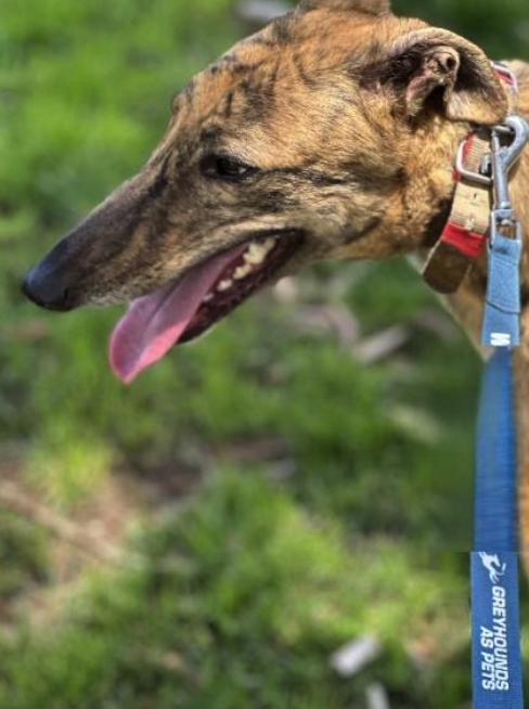 Enlarge Scout, a Adoptable Greyhound in Tarpon Springs, FL image 2/3
