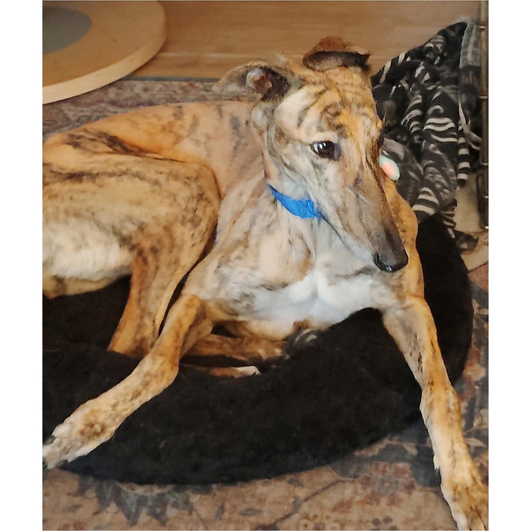 Enlarge Scout, a Adoptable Greyhound in Tarpon Springs, FL image 3/6