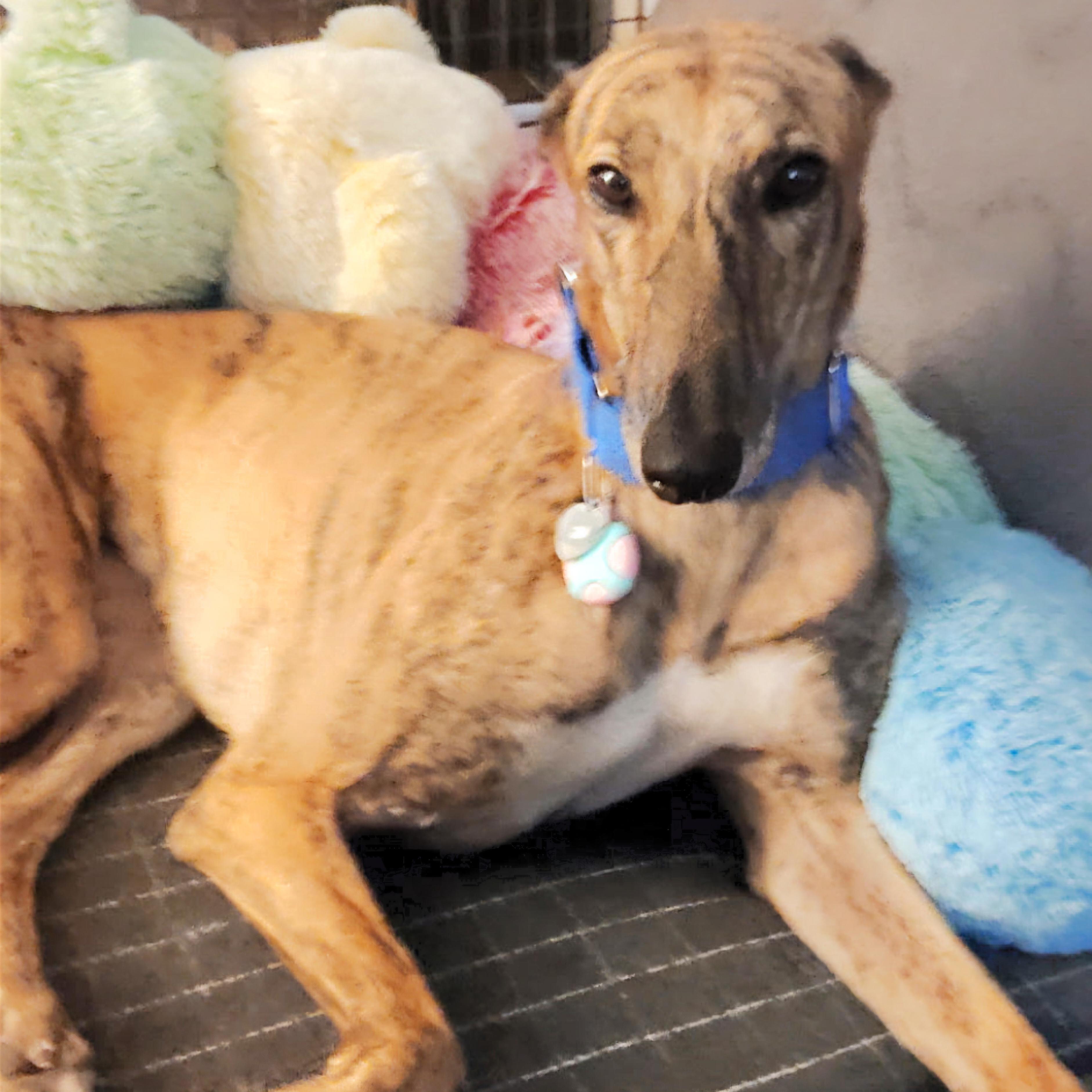 Enlarge Scout, a Adoptable Greyhound in Tarpon Springs, FL image 5/6