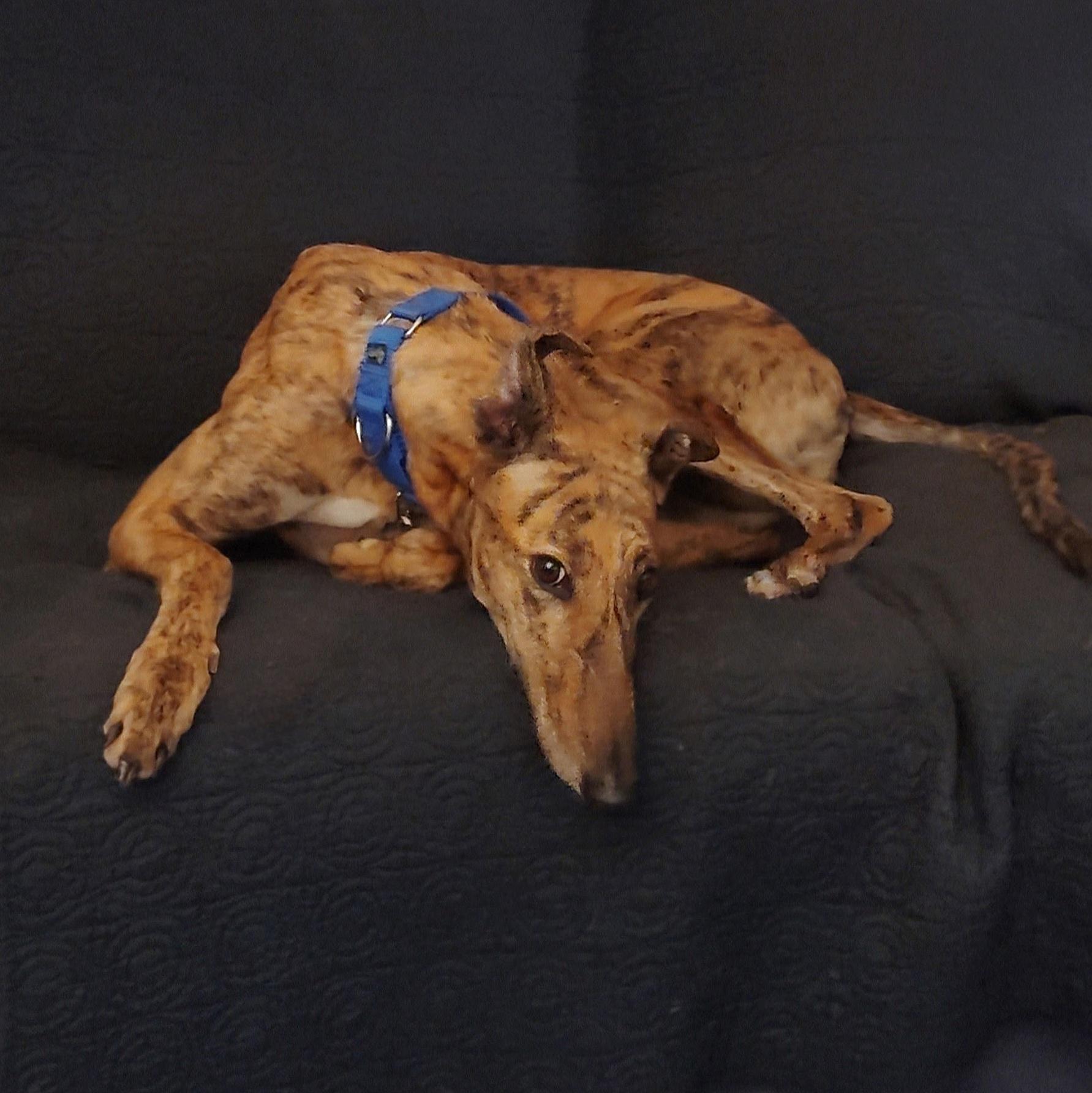 Enlarge Scout, a Adoptable Greyhound in Tarpon Springs, FL image 6/6