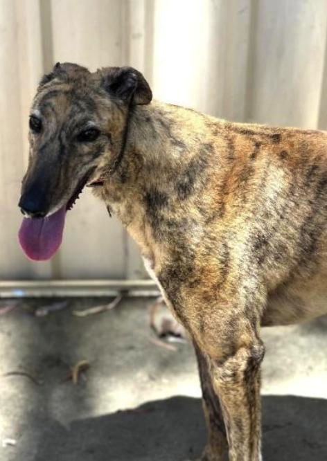 Enlarge Scout, a Adoptable Greyhound in Tarpon Springs, FL image 3/3
