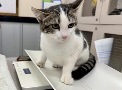 Spearhead, Adoptable, Young Female Domestic Short Hair & Domestic Short Hair.