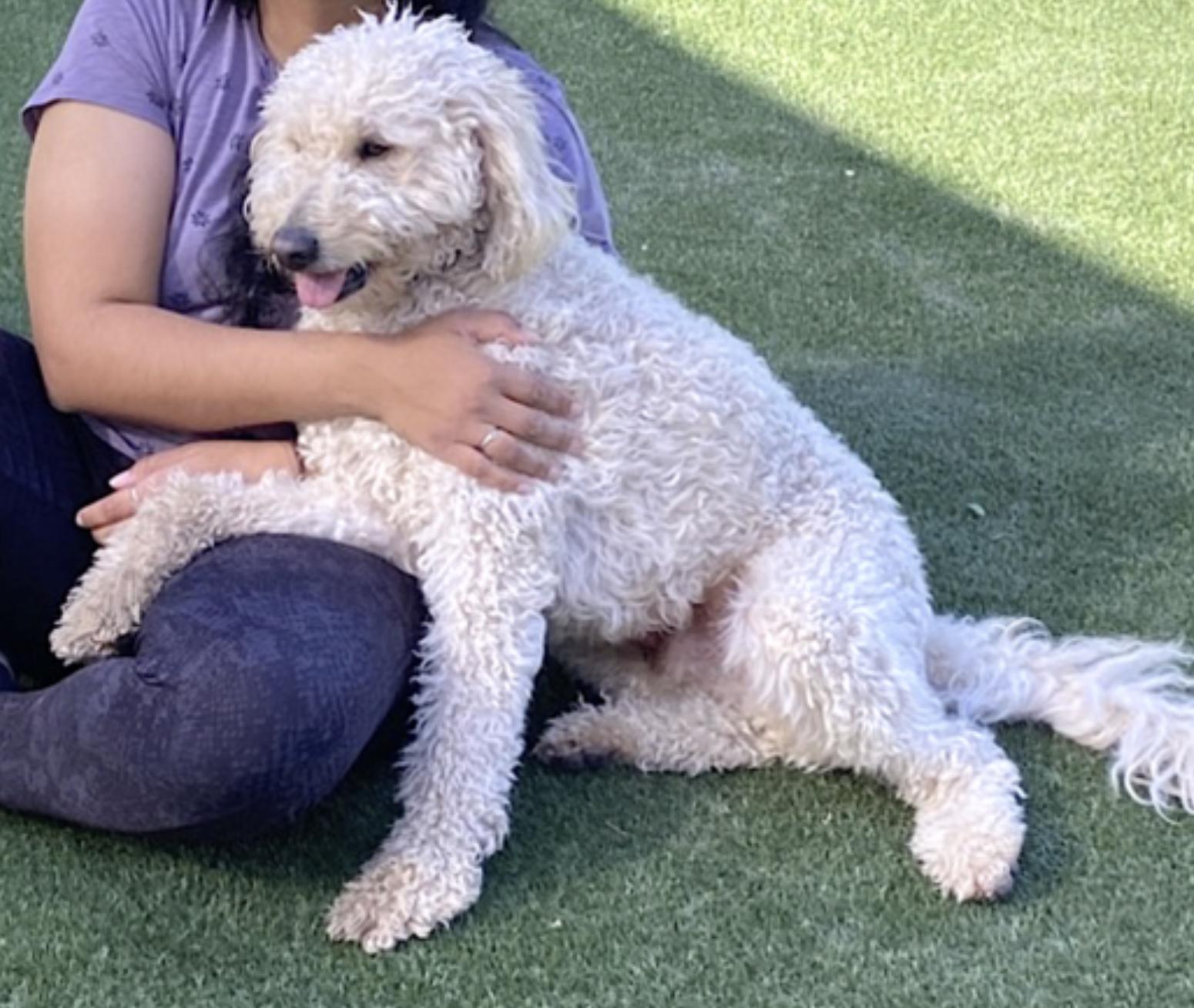 Teddy — thumbnail 2