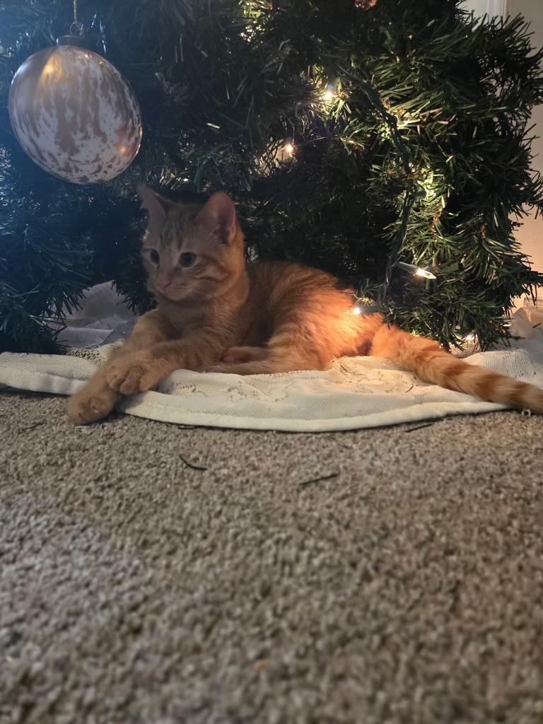 ASlan, an adopted Domestic Short Hair in Pocatello, ID image 1/4